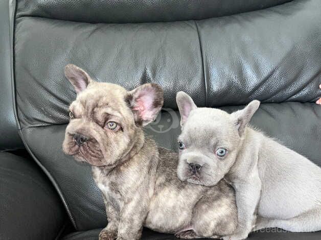 Beautiful French bulldog puppies for sale in Sevenoaks, Kent