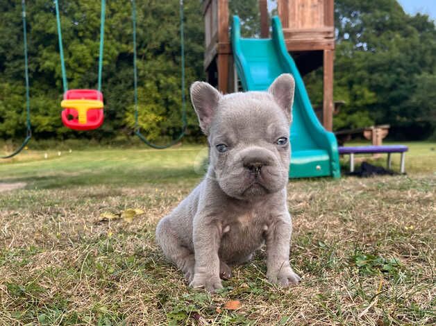 Beautiful French bulldog puppies for sale in Sevenoaks, Kent - Image 2