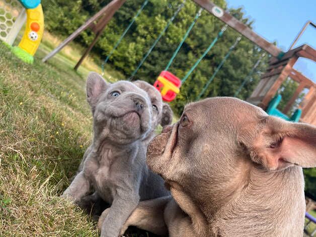 Beautiful French bulldog puppies for sale in Sevenoaks, Kent - Image 3