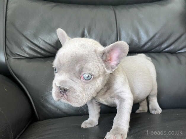 Beautiful French bulldog puppies for sale in Sevenoaks, Kent - Image 5