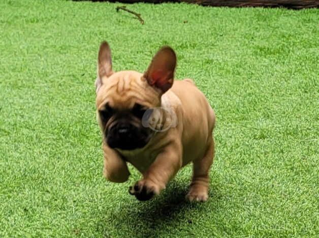 Beautiful French Bulldog x Pups for sale in Batley, West Yorkshire