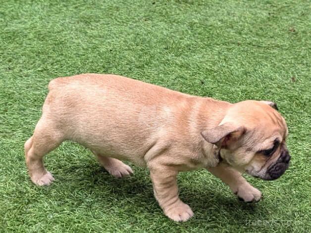 Beautiful French Bulldog x Pups for sale in Batley, West Yorkshire - Image 2