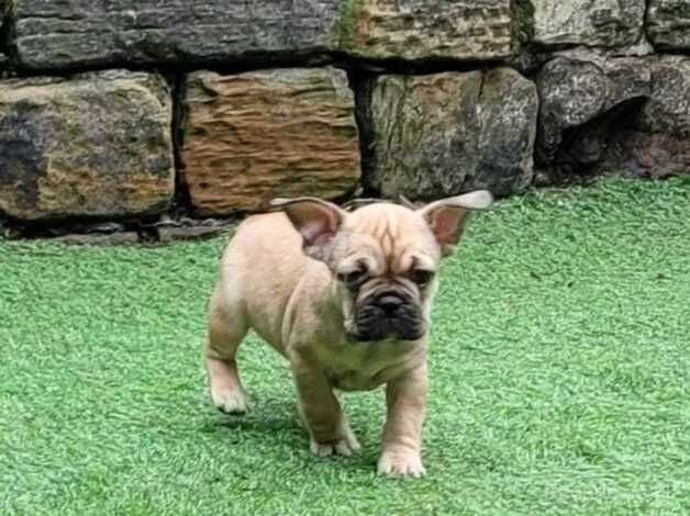 Beautiful French Bulldog x Pups for sale in Batley, West Yorkshire - Image 3