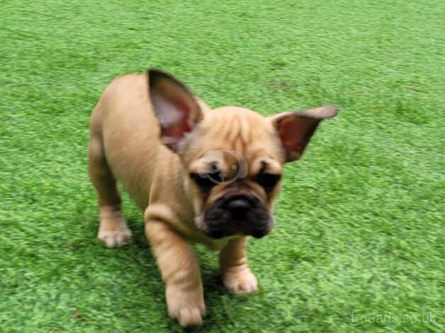 Beautiful French Bulldog x Pups for sale in Batley, West Yorkshire - Image 4