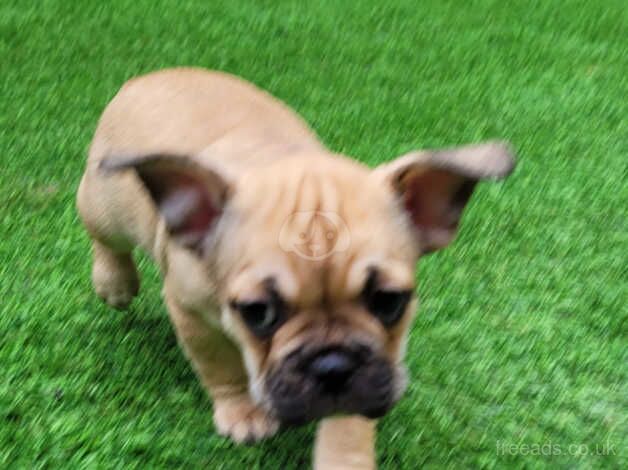 Beautiful French Bulldog x Pups for sale in Batley, West Yorkshire - Image 5