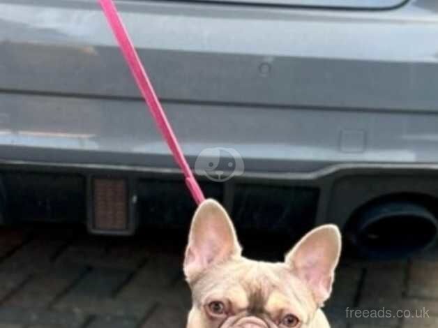 Beautiful French bulldogs for sale in Tipton, West Midlands