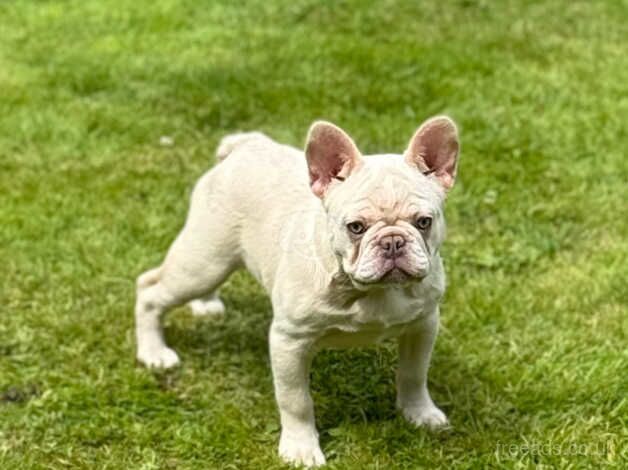 Beautiful French bulldogs for sale in Tipton, West Midlands - Image 2