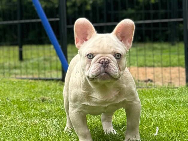 Beautiful French bulldogs for sale in Tipton, West Midlands - Image 3