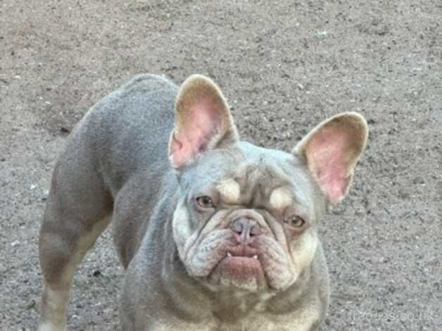 Beautiful French bulldogs for sale in Tipton, West Midlands - Image 4