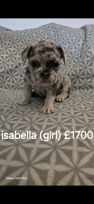 Beautiful Frenchie puppys for sale in Wolverhampton, West Midlands - Image 1