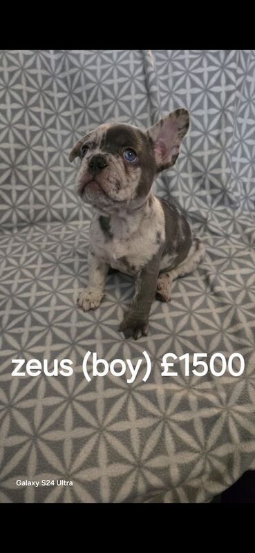 Beautiful Frenchie puppys for sale in Wolverhampton, West Midlands - Image 3