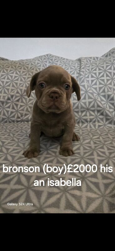 Beautiful Frenchie puppys for sale in Wolverhampton, West Midlands - Image 2