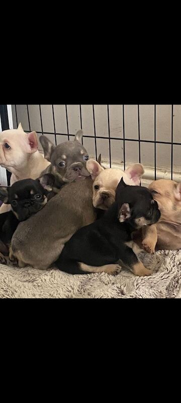 Beautiful frenchies for sale in Burnley, Lancashire