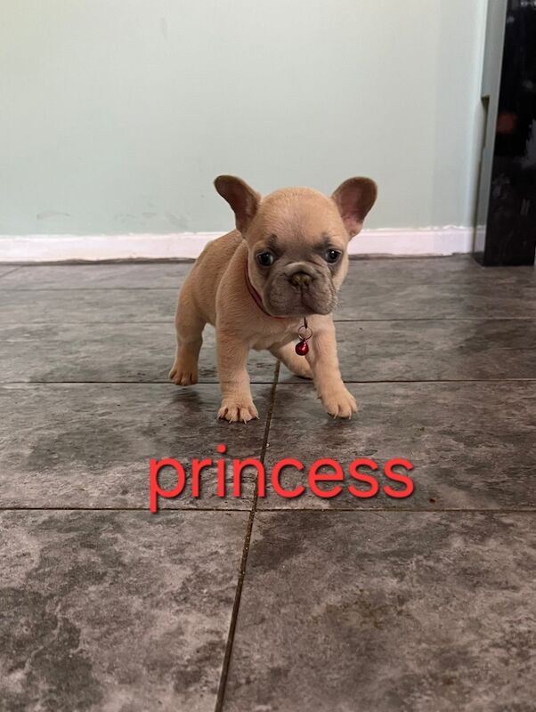 Beautiful frenchies for sale in Nottingham, Nottinghamshire