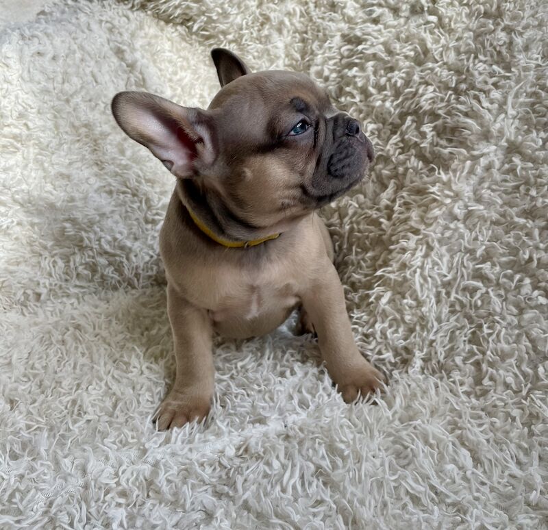 Beautiful Frenchies for Sale in Birmingham, West Midlands