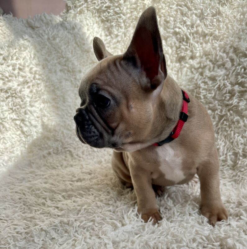 Beautiful Frenchies for Sale in Birmingham, West Midlands - Image 3