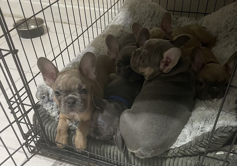 Beautiful Frenchies for Sale in Birmingham, West Midlands - Image 5