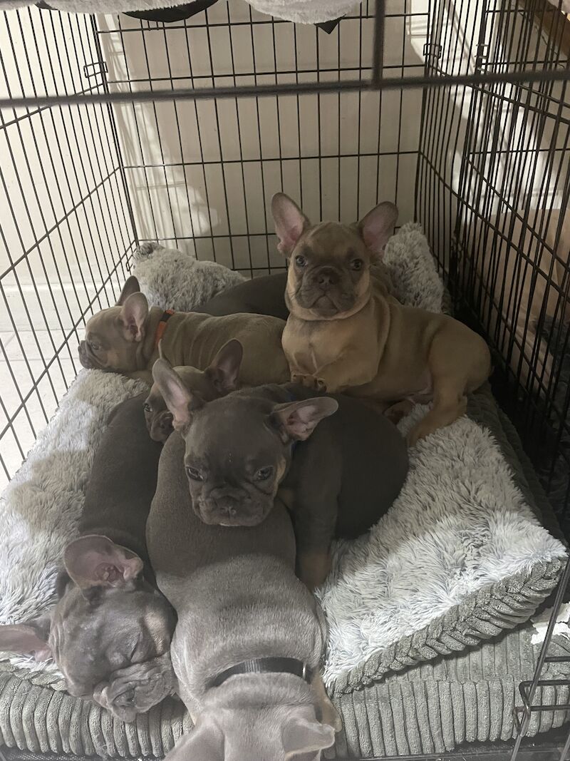 Beautiful Frenchies for Sale in Birmingham, West Midlands - Image 6