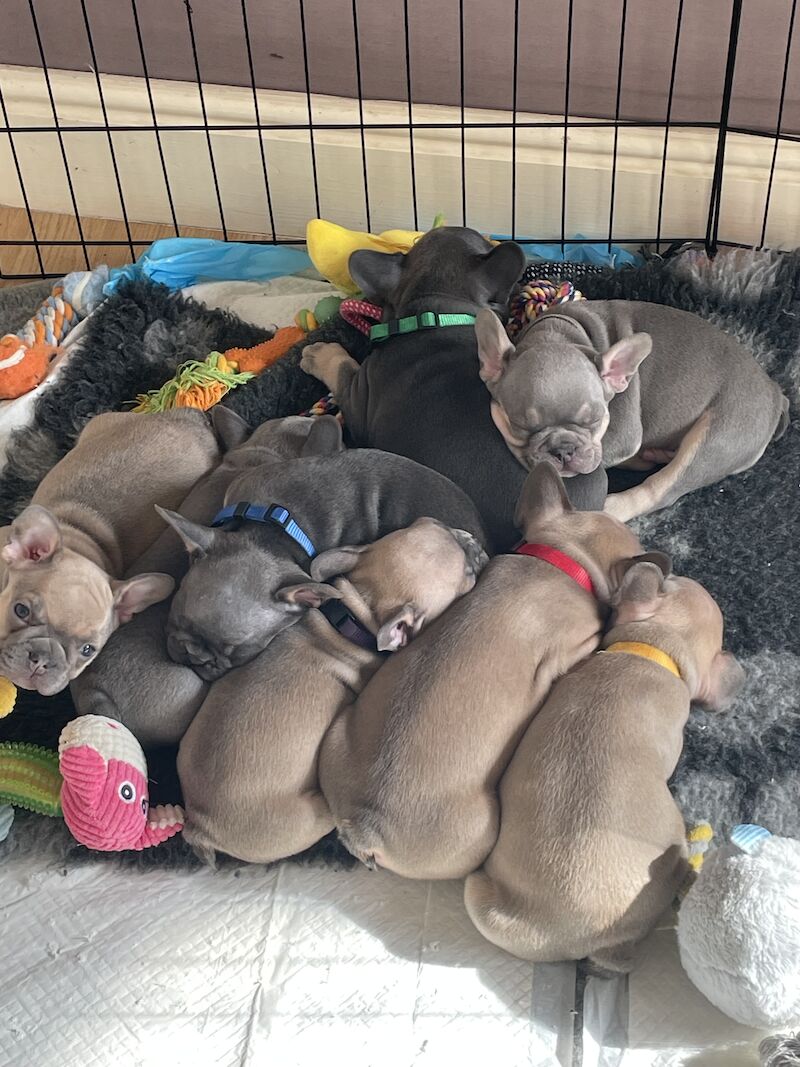 Beautiful Frenchies for Sale in Birmingham, West Midlands - Image 7