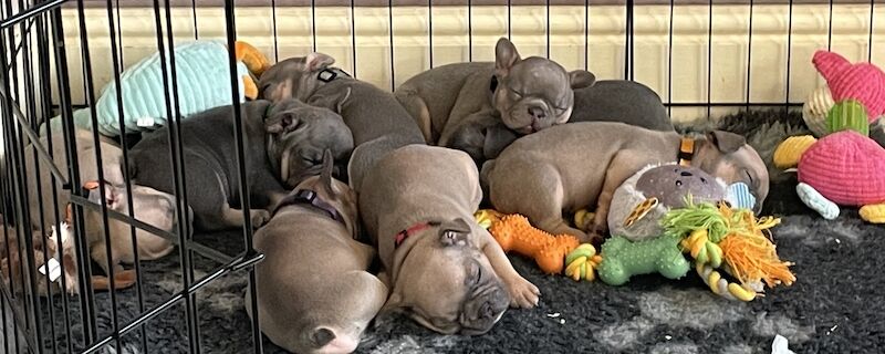 Beautiful Frenchies for Sale in Birmingham, West Midlands - Image 8