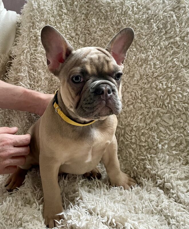 Beautiful Frenchies for Sale in Birmingham, West Midlands - Image 2