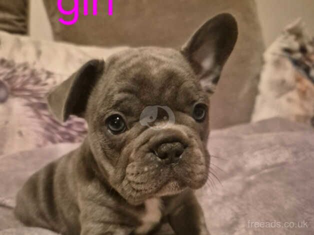 Beautiful full pedigree frenchie pups for sale in Morpeth, Northumberland