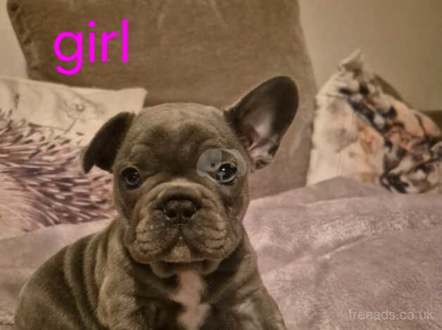 Beautiful full pedigree frenchie pups for sale in Morpeth, Northumberland - Image 2