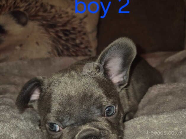 Beautiful full pedigree frenchie pups for sale in Morpeth, Northumberland - Image 3