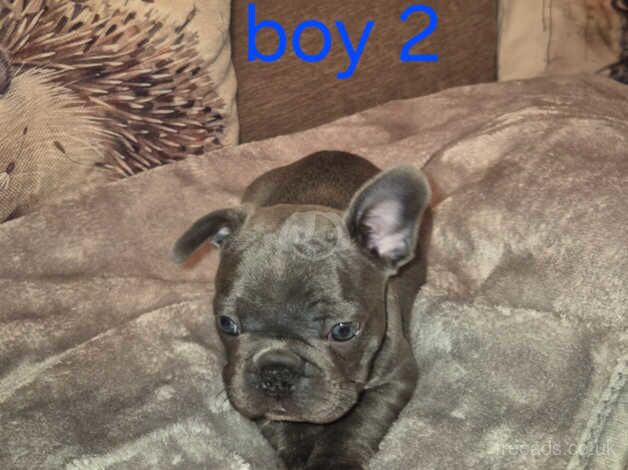 Beautiful full pedigree frenchie pups for sale in Morpeth, Northumberland - Image 4