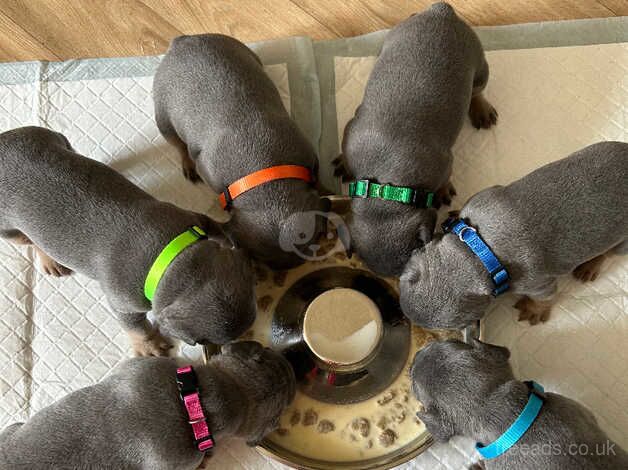 Beautiful litter of 9 blue/lilac and tan frenchies. Full suit for sale in Cardiff