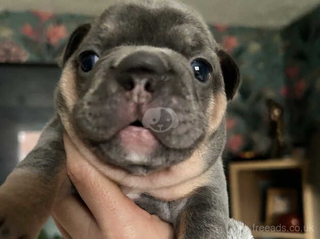 Beautiful litter of 9 blue/lilac and tan frenchies. Full suit for sale in Cardiff - Image 2