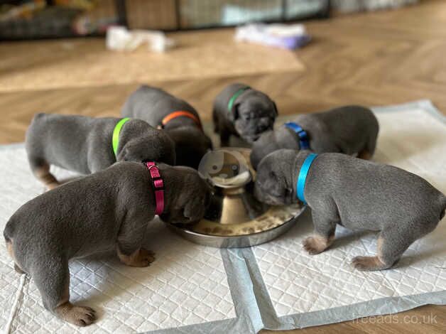 Beautiful litter of 9 blue/lilac and tan frenchies. Full suit for sale in Cardiff - Image 3