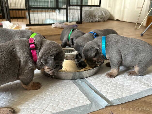 Beautiful litter of 9 blue/lilac and tan frenchies. Full suit for sale in Cardiff - Image 4