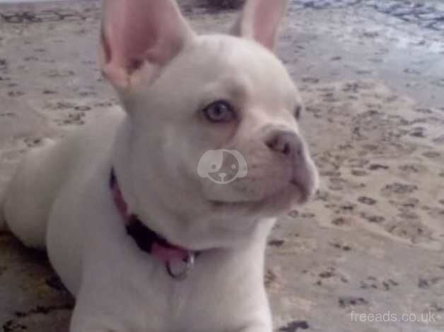 Beautiful platinum female french bulldog for sale in Ashford, Devon - Image 1