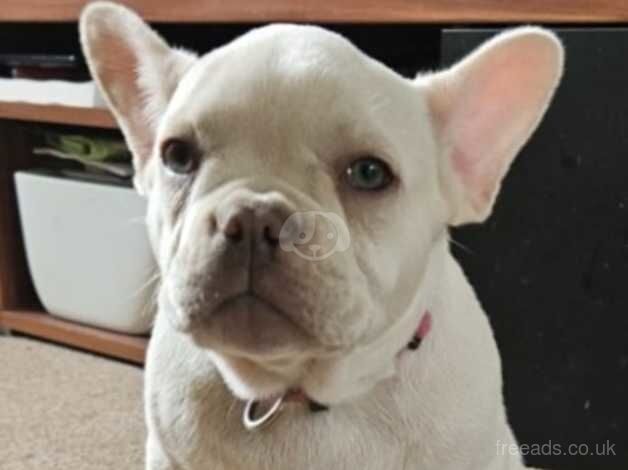 Beautiful platinum female french bulldog for sale in Ashford, Devon - Image 2