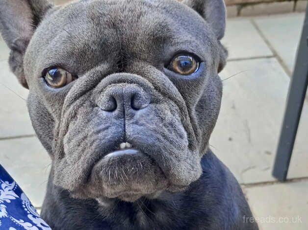 Beautiful platinum female french bulldog for sale in Ashford, Devon - Image 5