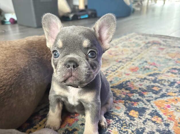 Beautiful puppy's French bulldog for sale in Grimsby, Lincolnshire