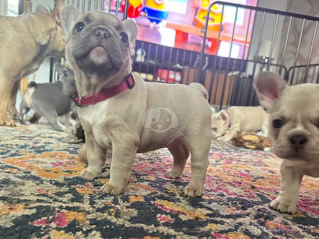 Beautiful puppy's French bulldog for sale in Grimsby, Lincolnshire - Image 2