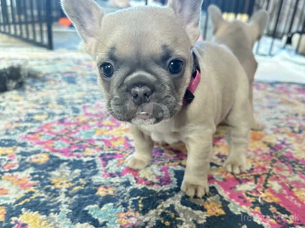 Beautiful puppy's French bulldog for sale in Grimsby, Lincolnshire - Image 3