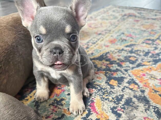 Beautiful puppy's French bulldog for sale in Grimsby, Lincolnshire - Image 4