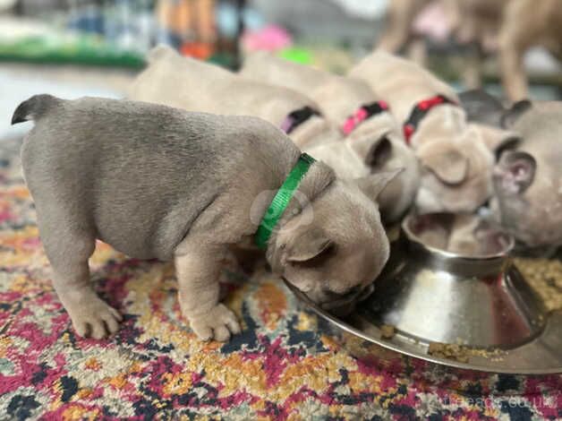 Beautiful puppy's French bulldog for sale in Grimsby, Lincolnshire - Image 5