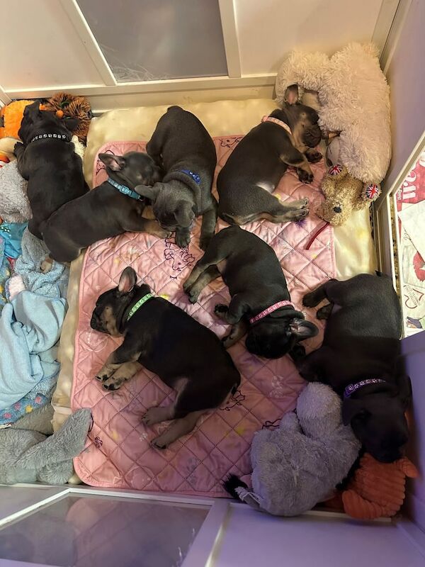 Blue and Lilac Kc french bulldog pups for sale in Southampton, Hampshire