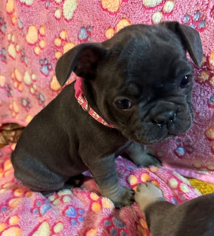 Blue and Lilac Kc french bulldog pups for sale in Southampton, Hampshire - Image 2