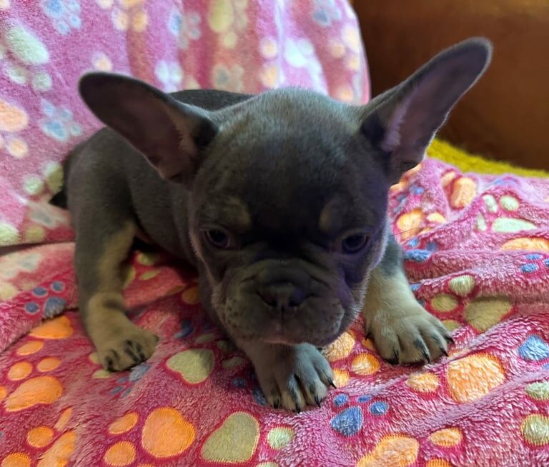 Blue and Lilac Kc french bulldog pups for sale in Southampton, Hampshire - Image 3