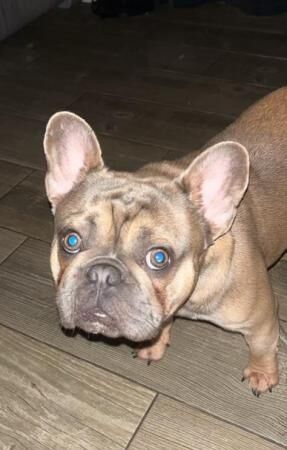 Blue Fawn Frenchie Boy Looking For New Home for sale in Burton upon Trent, Staffordshire - Image 1