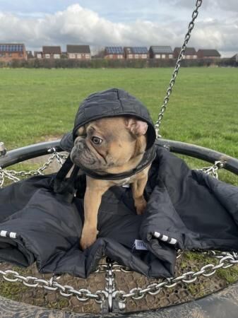 Blue Fawn Frenchie Boy Looking For New Home for sale in Burton upon Trent, Staffordshire - Image 4