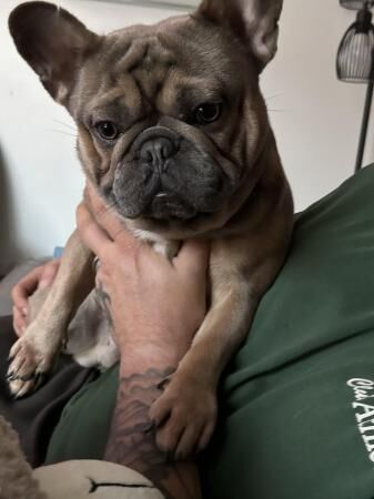 Blue Fawn Frenchie Boy Looking For New Home for sale in Burton upon Trent, Staffordshire - Image 5