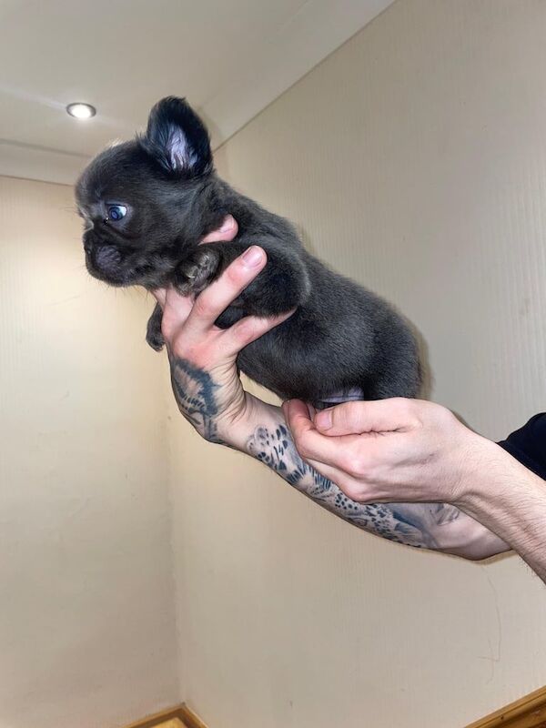 Blue French bulldog girl 5 months for sale in Whitnash, Warwickshire