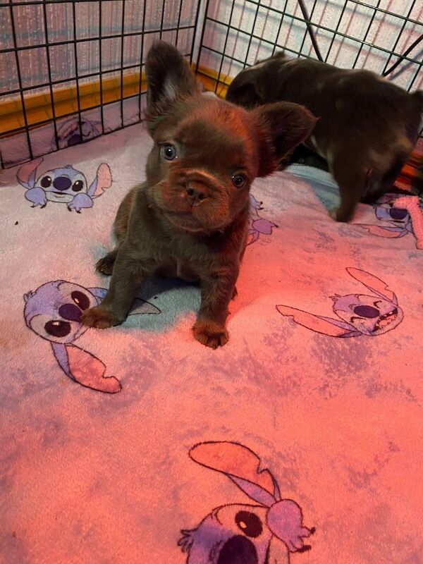 Blue French bulldog girl 5 months for sale in Whitnash, Warwickshire - Image 2