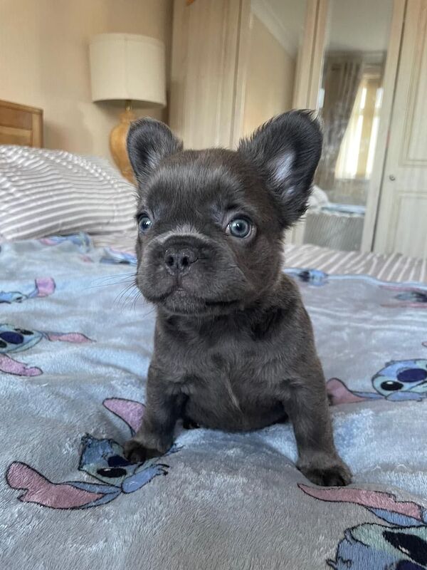 Blue French bulldog girl 5 months for sale in Whitnash, Warwickshire - Image 3